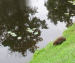 Riga canal plagued by beavers
