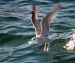 What is killing the Baltic states seagulls?