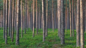 About 20,000 hectares of unkempt forest is on sale in Estonia.