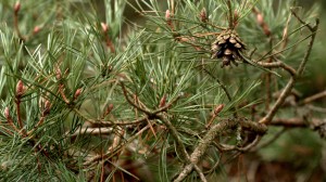 The pine tree has made its mark on Latvian history and culture. Photo by Nathan Greenhalgh.