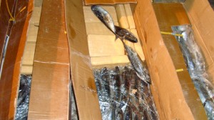 The drug smugglers hid the 500 kg of cocaine in frozen fish. Photo used courtesy of the Criminal Police Bureau.