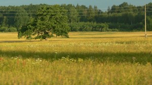 The quiet countryside has beguiled Latvians for centuries. In just a few weeks spring starts to blossom, you'll see why.