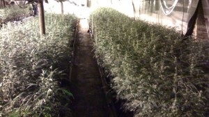 Police found over 3,500 marijuana plants in the facility. Photo used courtesy of the State Revenue Service.