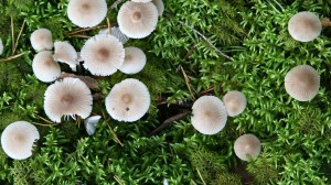 If Schorno can tell whether these mushrooms are poisonous or ready for the frying pan, he's officially Latvian.